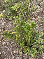 Phyllanthus epiphyllanthus, photograph author not stated, no rights reserved