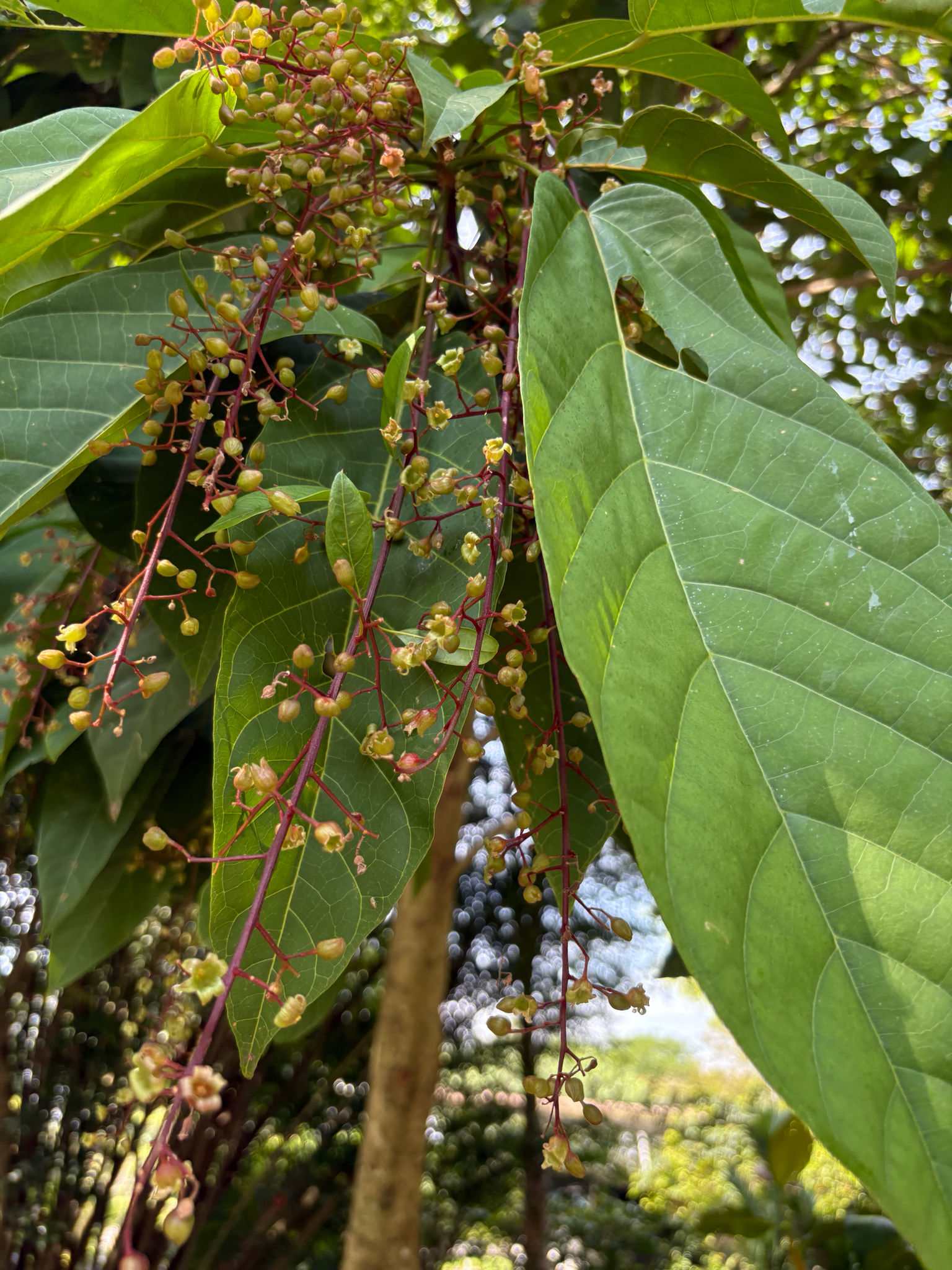 Sterculia oblongata R.Br. 2