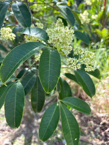 Melicope lunu-ankenda observed 2026-02-28