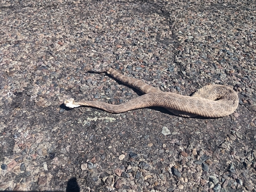 Speckled Rattlesnake