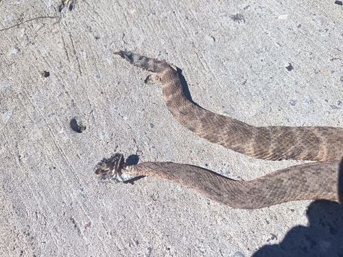 Speckled Rattlesnake