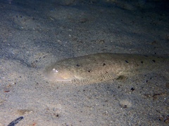 Mcculloch's Tongue Sole photo 2