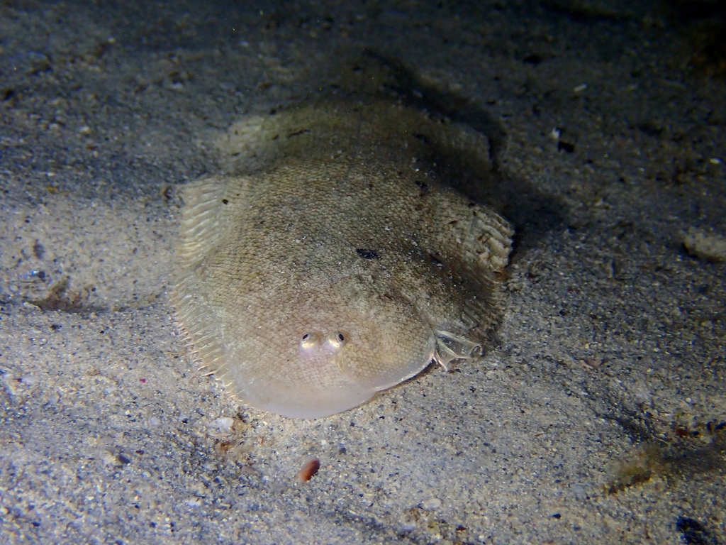 Mcculloch's Tongue Sole