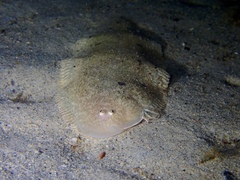 Mcculloch's Tongue Sole photo 1