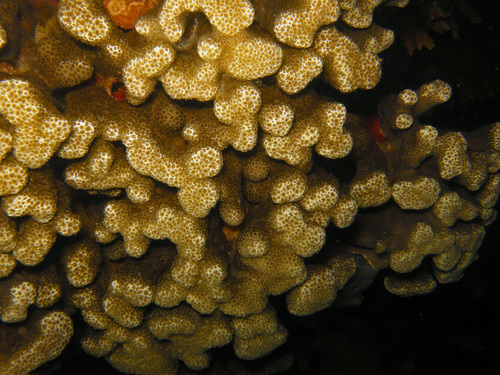 Porites annae observed 2018-05-04