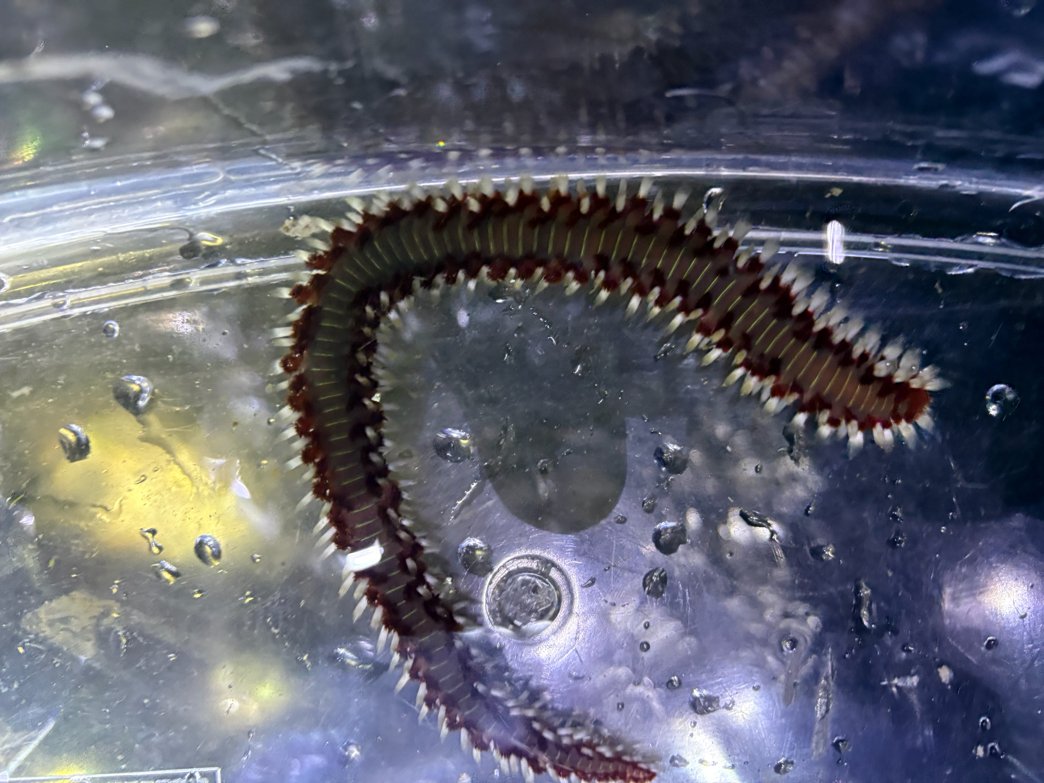 Hermodice carunculata (Pallas, 1766)