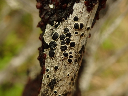 Black-eye Lichen