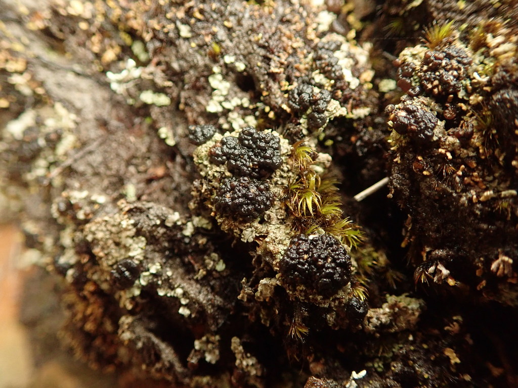 Trapeliopsis colensoi