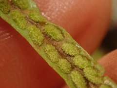 Notogrammitis angustifolia nothofageti