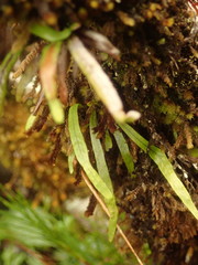 Notogrammitis angustifolia nothofageti