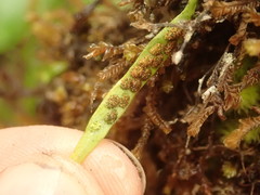 Notogrammitis angustifolia nothofageti