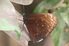 Large Crow Butterfly - Photo (c) Soh Kam Yung, some rights reserved (CC BY-NC), uploaded by Soh Kam Yung