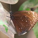 Euploea phaenareta - Photo (c) Soh Kam Yung,  זכויות יוצרים חלקיות (CC BY-NC)