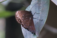 Euploea phaenareta