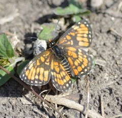 Chlosyne definita