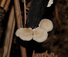 Clitocybe semiocculta