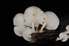 Clitocybe semiocculta