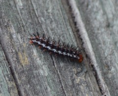 Chlosyne definita