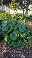 Farfugium japonicum