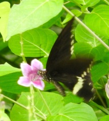 Papilio polytes javanus