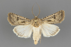 Agrotis orthogonia