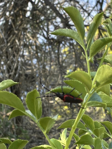 iNaturalist observation photo of California Elderberry Borer