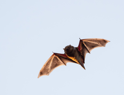 Eastern Red Bat observed by lawrencerhoads