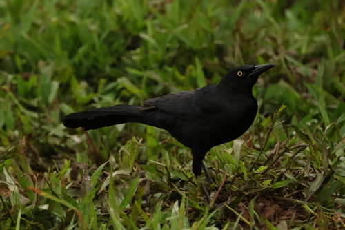 Nicaraguan Grackle (Quiscalus nicaraguensis), photo 2