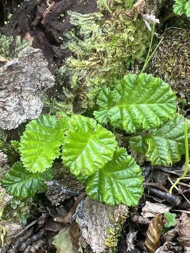 Rubus geoides, photograph 5