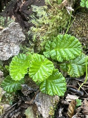 Rubus geoides, photograph (c) Andy Jordan, some rights reserved (CC BY)