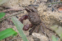 Episesarma chentongense