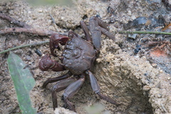 Episesarma chentongense