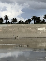 Recurvirostra americana