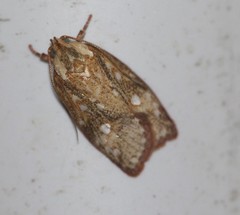 Euchaetis metallota