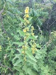 Malvastrum interruptum