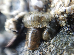 Gnorimosphaeroma oregonense