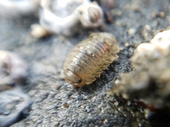 Gnorimosphaeroma oregonense