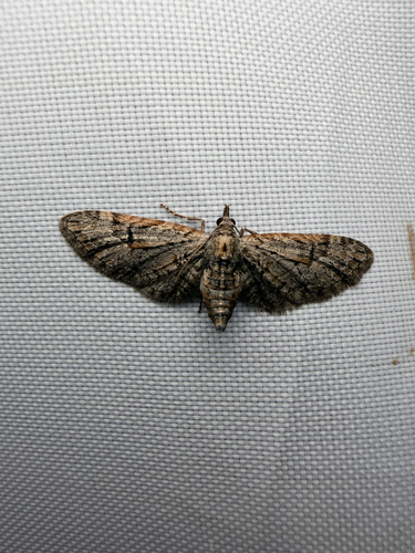 Eupithecia bolterii photo 5