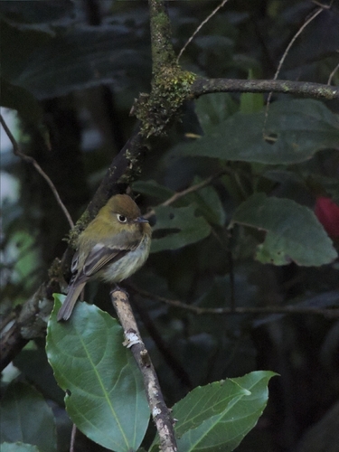 Yellowish Flycatcher (Empidonax flavescens), photo 4