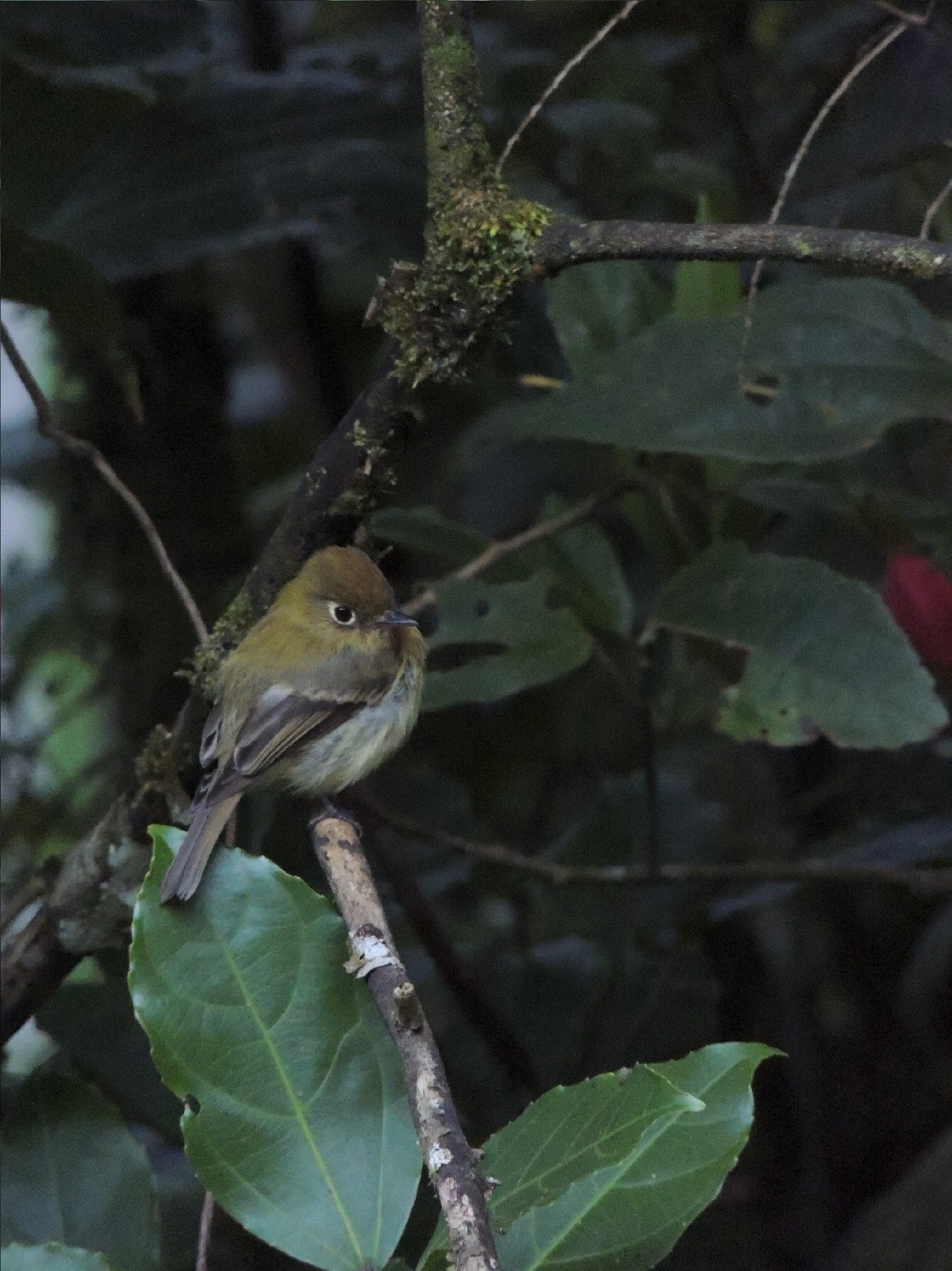 Yellowish Flycatcher (Empidonax flavescens), photo 5