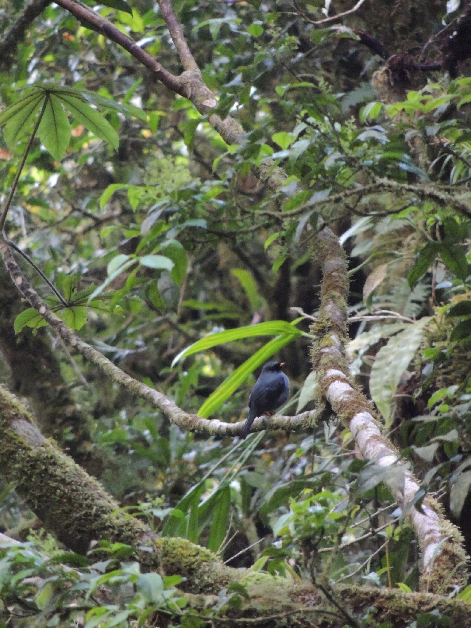 Black-faced Solitaire (Myadestes melanops), photo 2