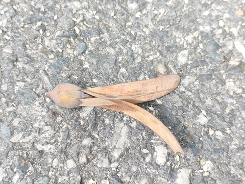 Anthoshorea roxburghii observed 2026-02-28