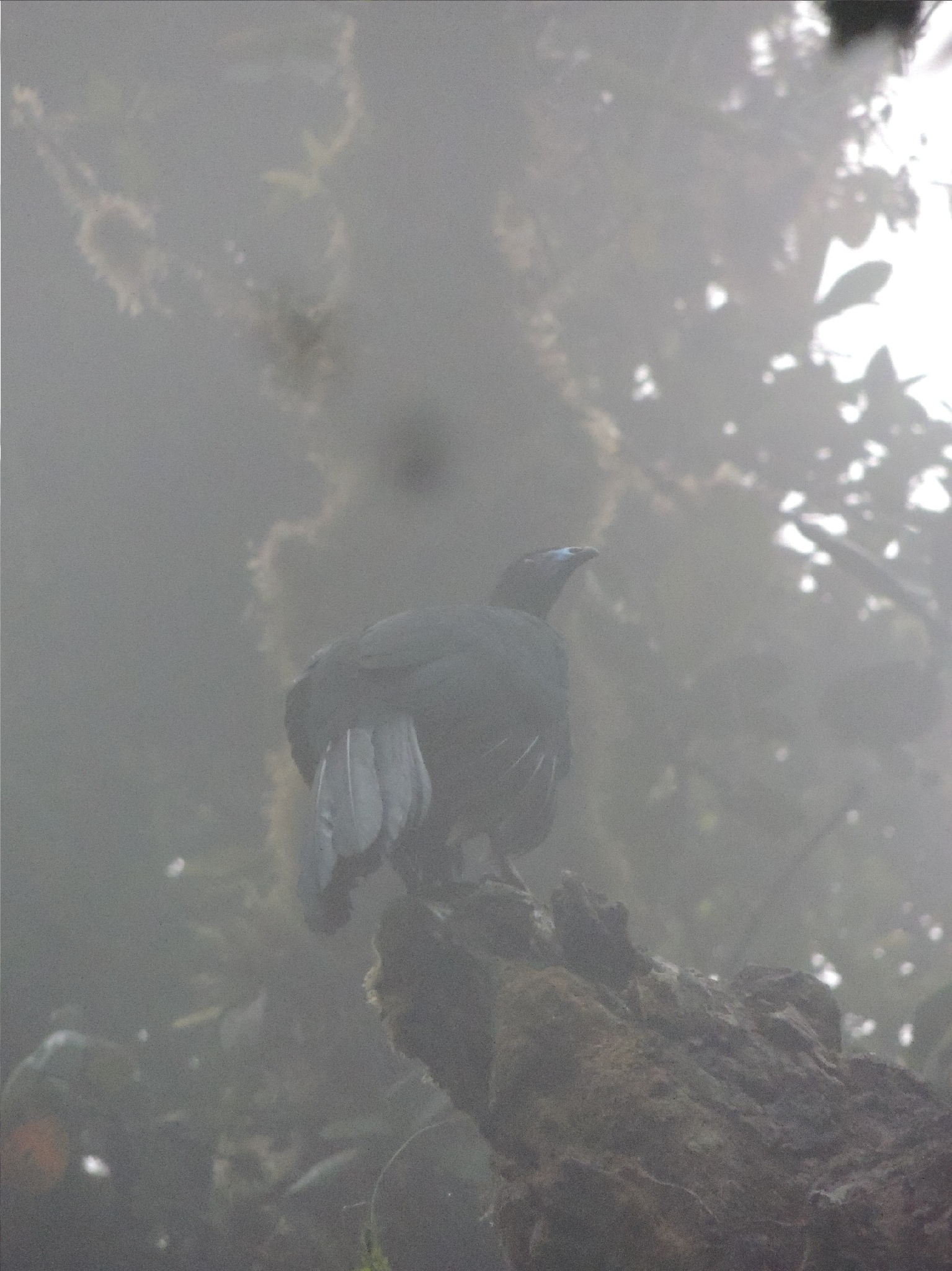 Black Guan (Chamaepetes unicolor), photo 1