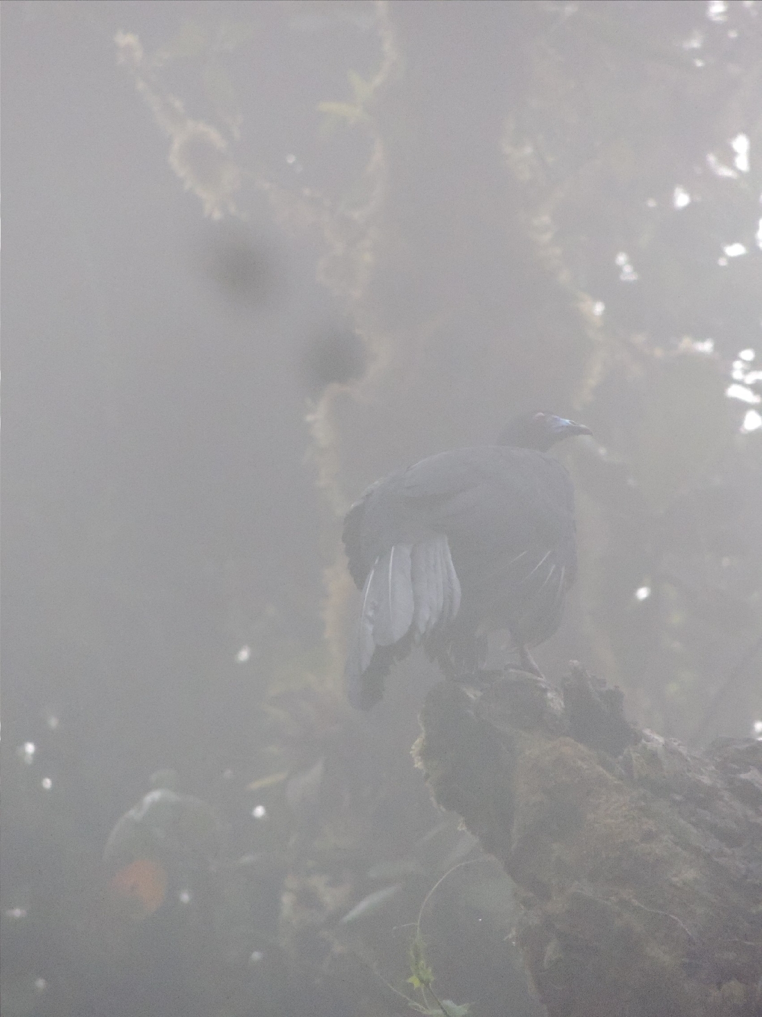 Black Guan (Chamaepetes unicolor), photo 2