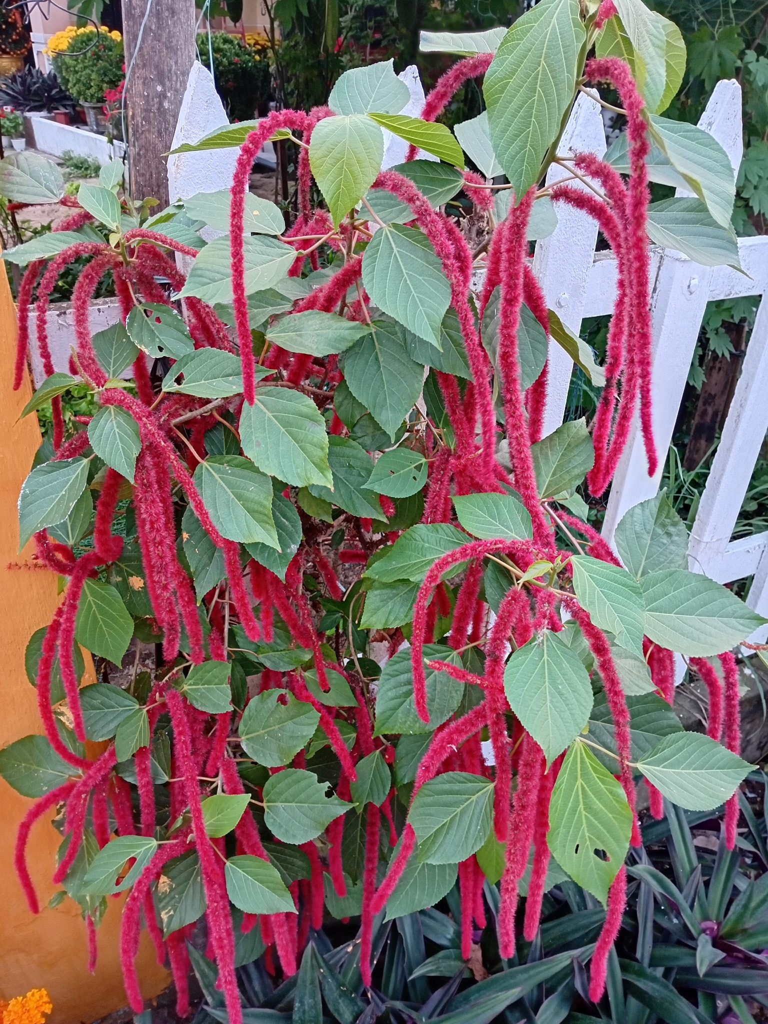 Acalypha hispida — ảnh 3
