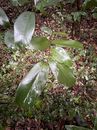 Canary Beech (Huberantha nitidissima)