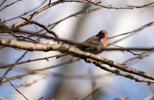 House Finch