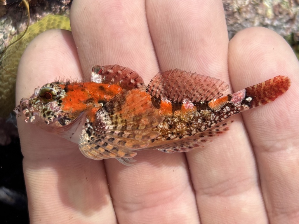 Rosy Sculpin