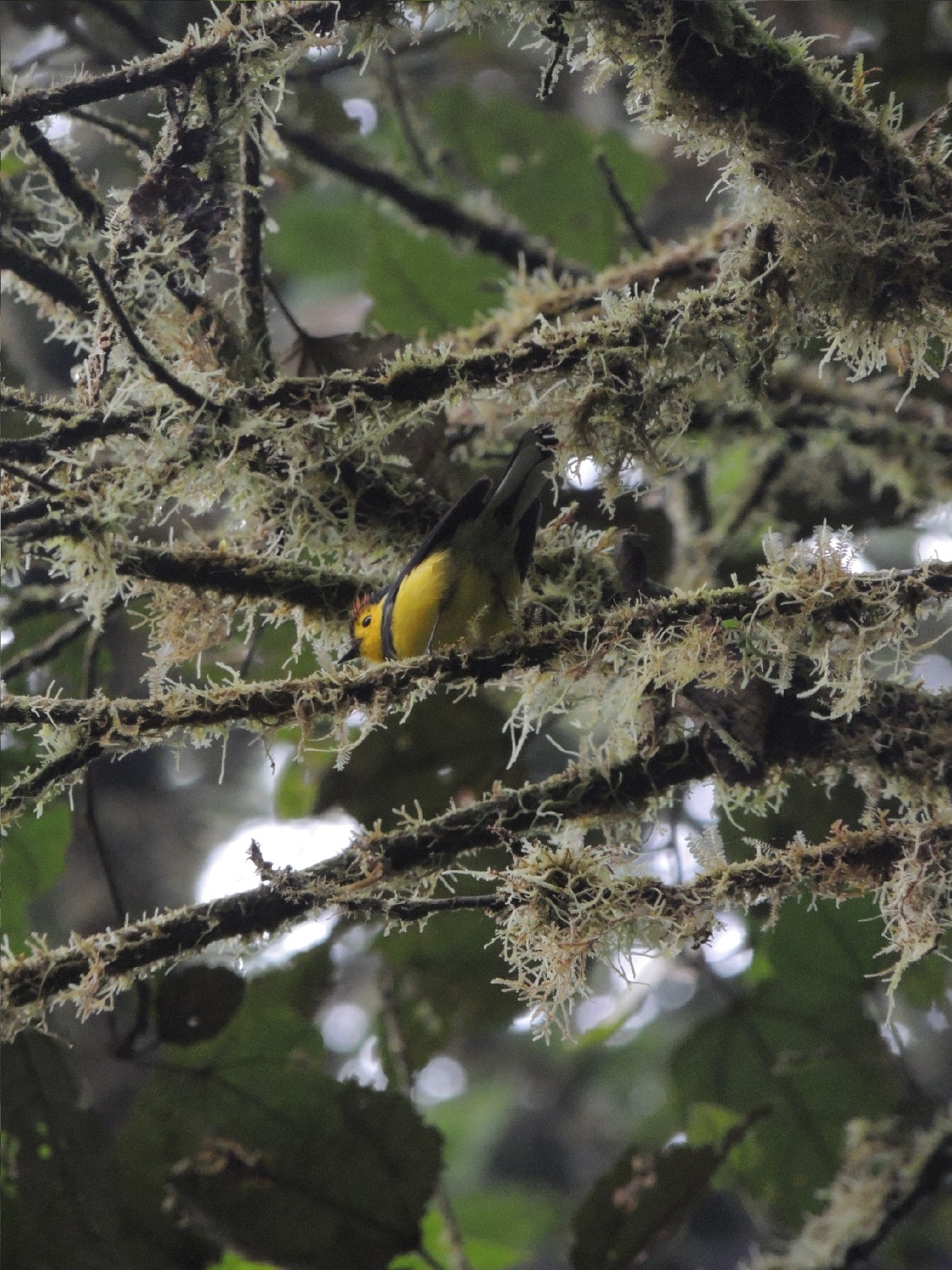 Collared Whitestart (Myioborus torquatus), photo 4