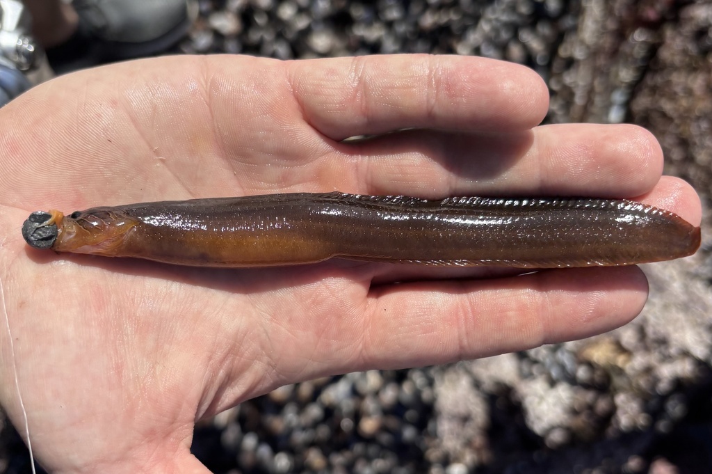 Black blenny (Xiphister atropurpureus) — Stichaeidae
